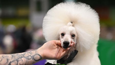 Poodle being handled by owner
