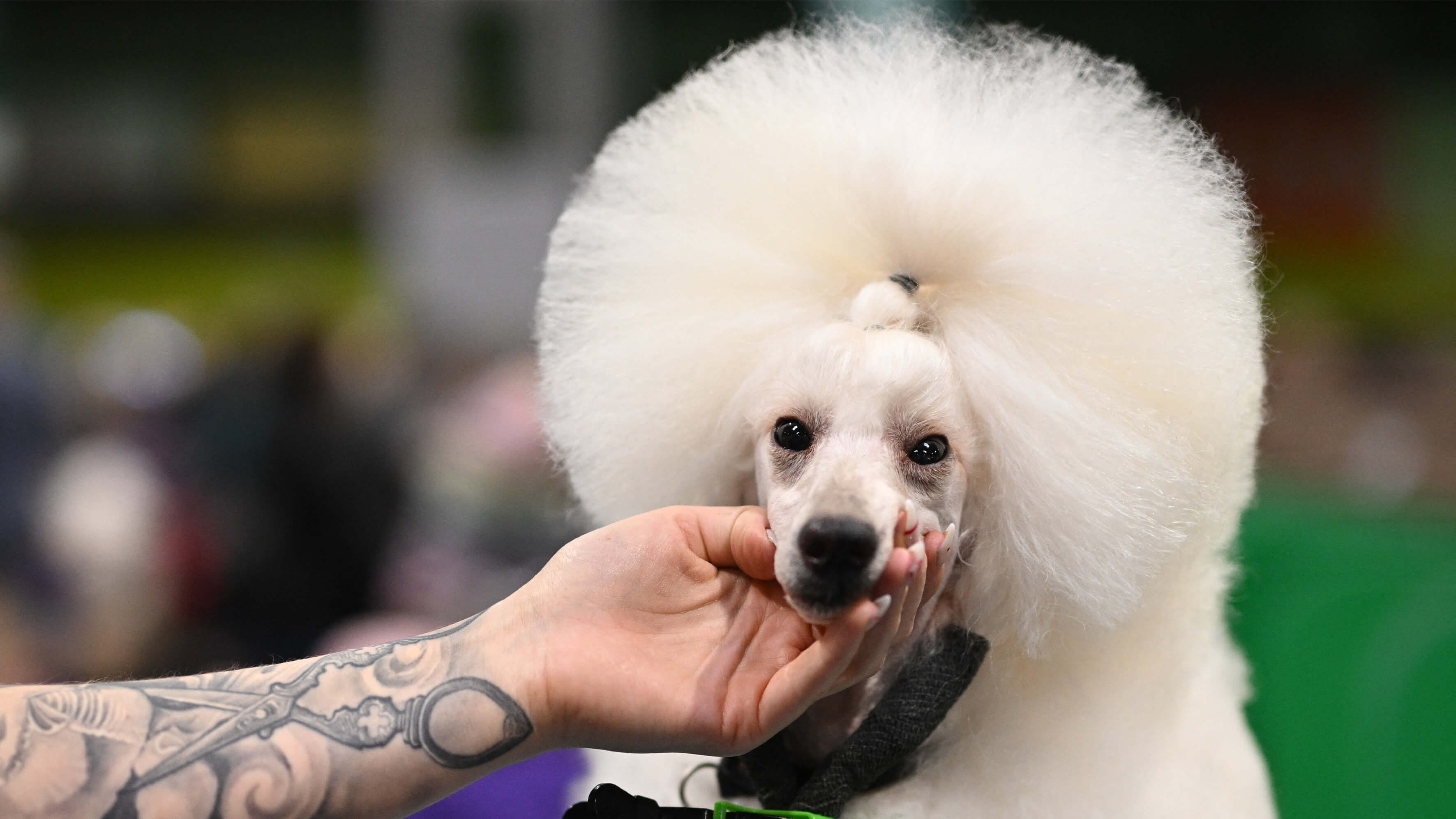 Poodle being handled by owner