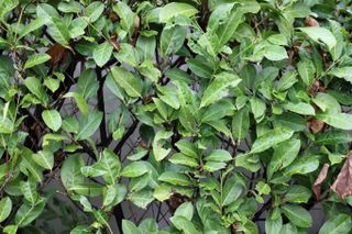 Close up of leaves in a hedge