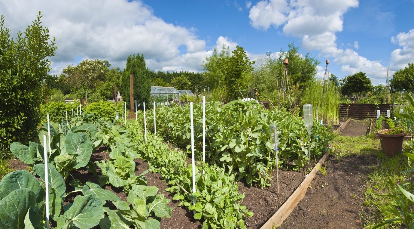 Zone 7 Vegetable Gardening Tips On Planting A Zone 7 Vegetable Garden