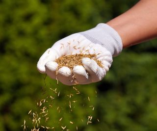 A gloved hand sowing grass seeds.