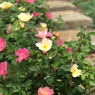 an outdoor rose bush with a variety of pink, cream and mixed roses on the same plant