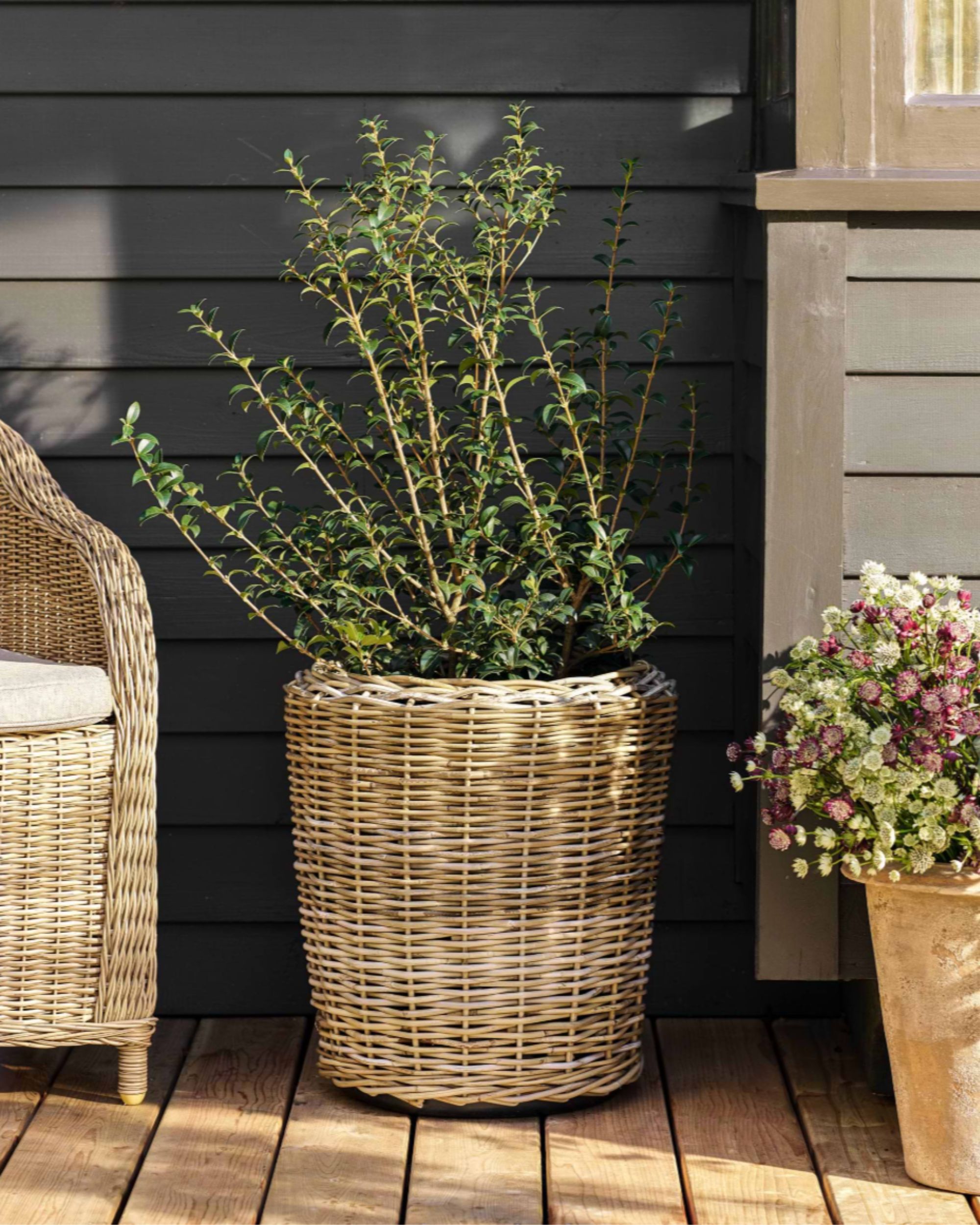 A rattan planter on decking with green plants inside.