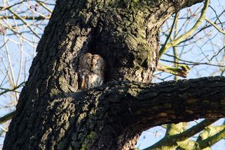 An owl sleeping in a hole in a tree against a blue sky.