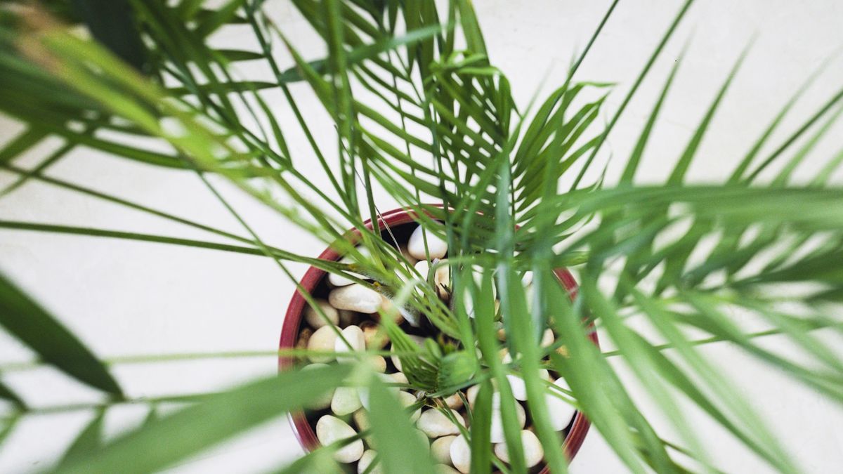 Discover how to care for a bamboo palm with expert care tips | Homes and  Gardens