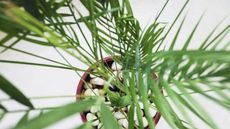 Overhead image of a potted bamboo palm