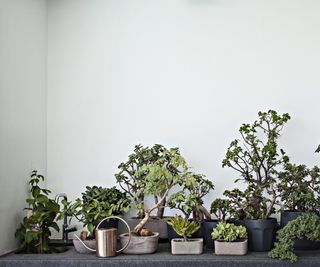 Collection of bonsai trees