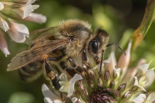 GuruShots - Moments in Macro