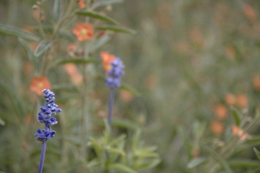 Native Garden Plants