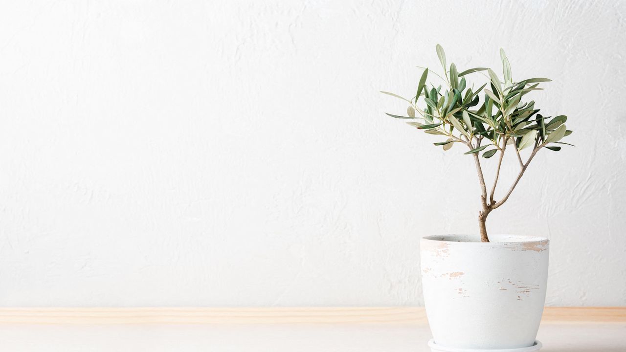 Olive tree in a white pot against a white wall