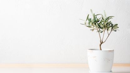 Olive tree in a white pot against a white wall