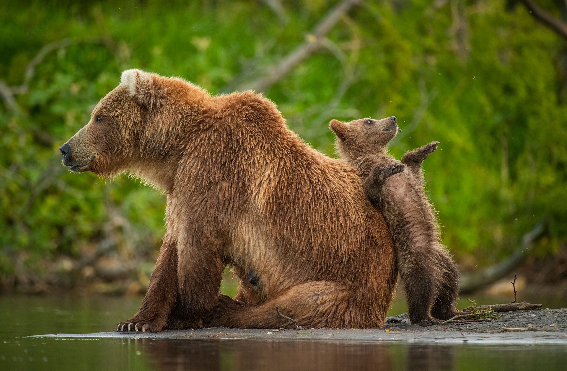 comedy wildlife photography awards