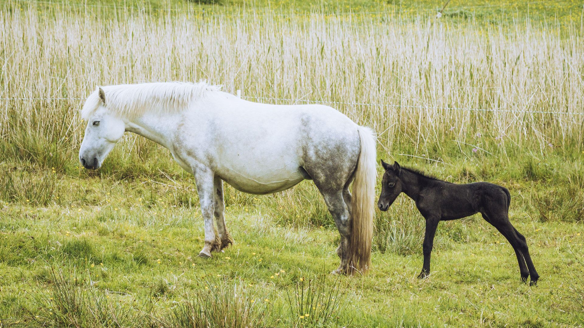 Eriskay mare, grey, with a dark foal