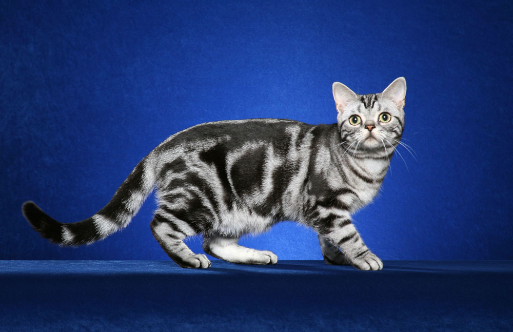 How the Cat Gets Its Stripes: It's Genetics, Not a Folk Tale - The