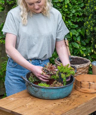 Copper bowl of succulent plants. Step 2- keeping the succulents in their plastic pots, arrange in the bowl