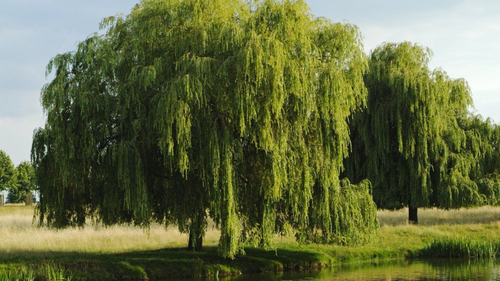 A weeping willow on the water&#039;s edge