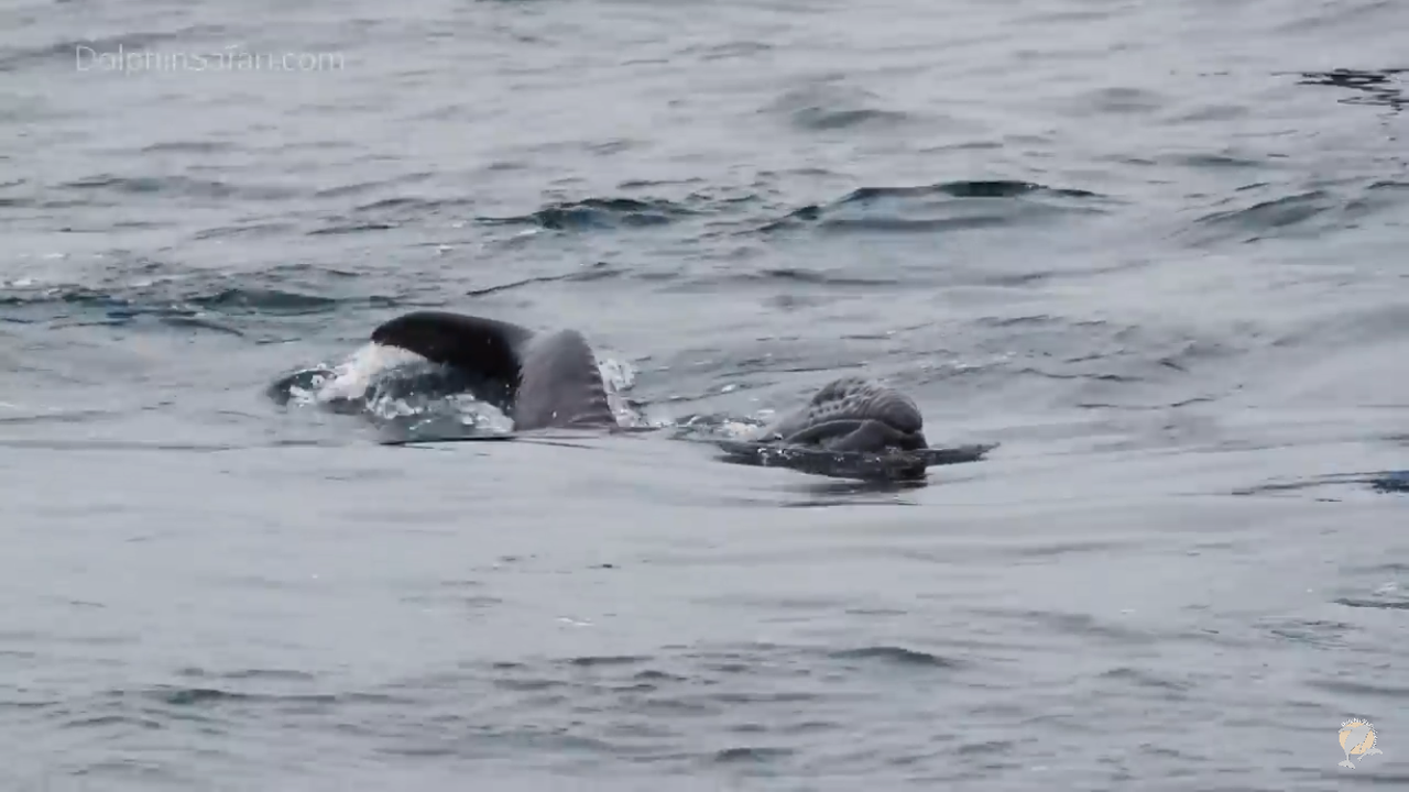 The calf struggles to take a breath at the surface.
