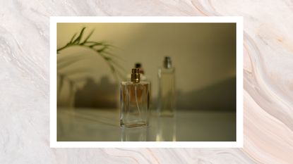 A close up of three glass perfume bottles on a dresser alongside a green plant, with sunlight casting shadows across them/ in a cream and white marble-effect template
