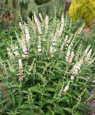 butterfly bush Miss Pearl White in flowering summer display