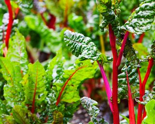 easiest vegetables to grow – colorful chard growing