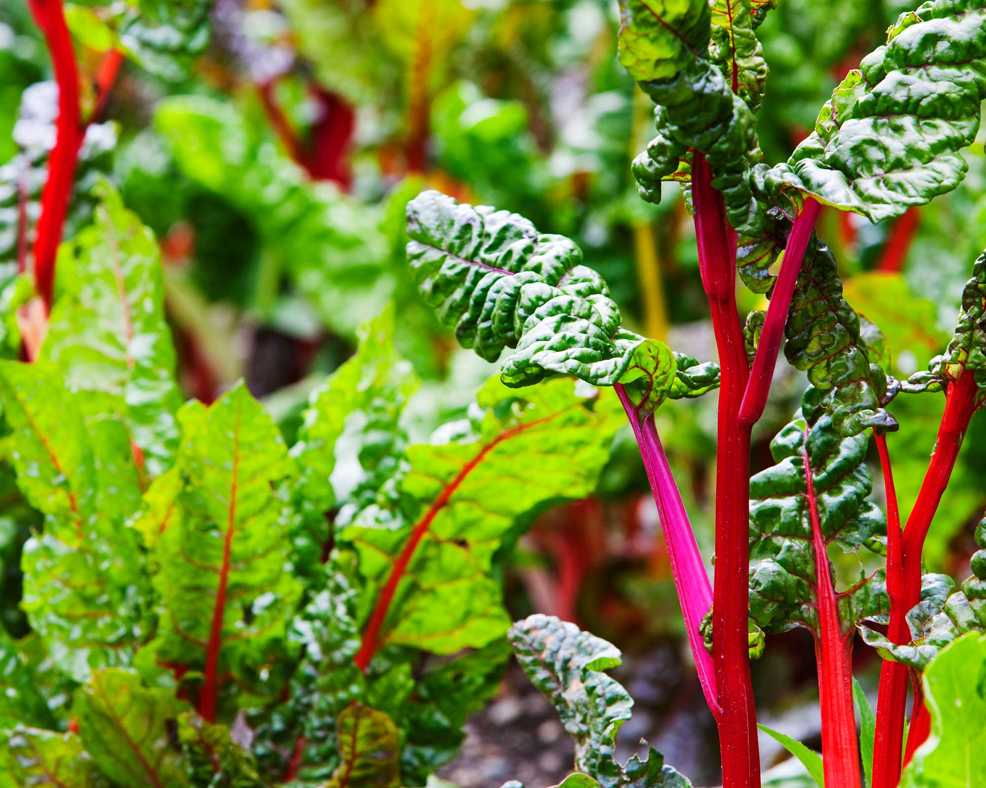 Greenhouse Growing Calendar: A Month-by-month Guide For Delicious Crops 