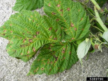 Raspberry Plant Leaves With Mosaic Virus