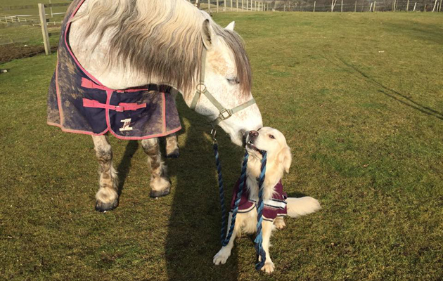 dogleadinghorse