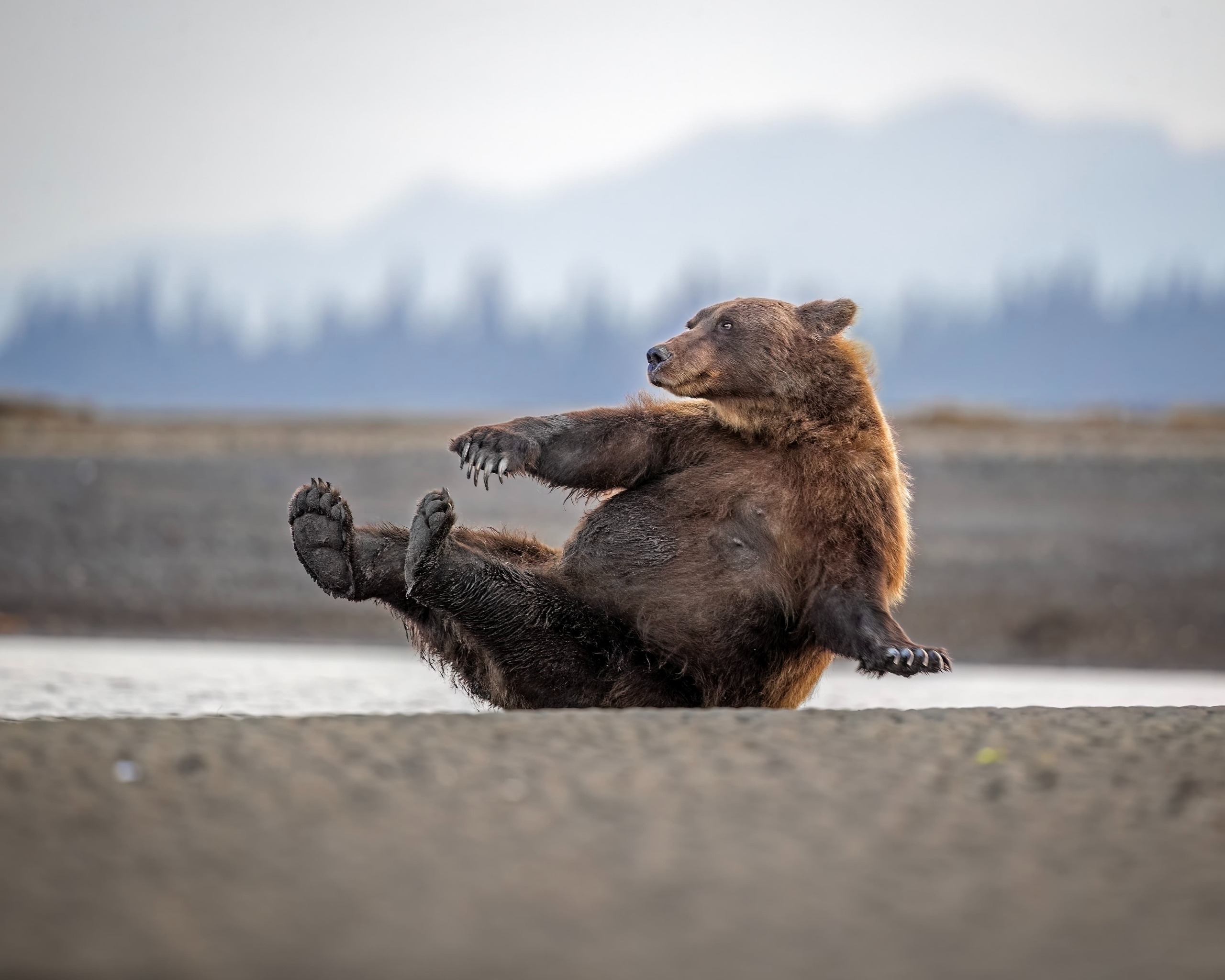 Alaskan brown bear sat down with arm outstretched.