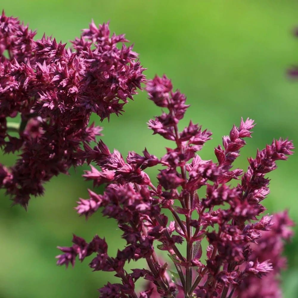 Salvia Nemorosa 'schwellenburg'