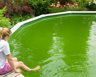 A pool turned green from algae growth