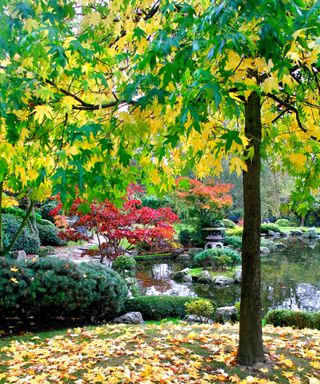 Japanese garden in park in London