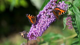 Butterfly bush buddleia with three butterflies sat atop it