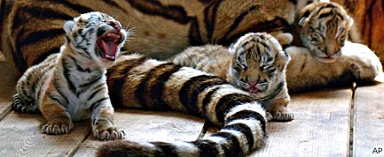 Tigers - News and Scientific Articles on Live Science | Live Science