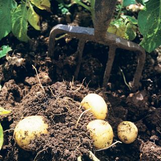 potatoes in soil and spade fork
