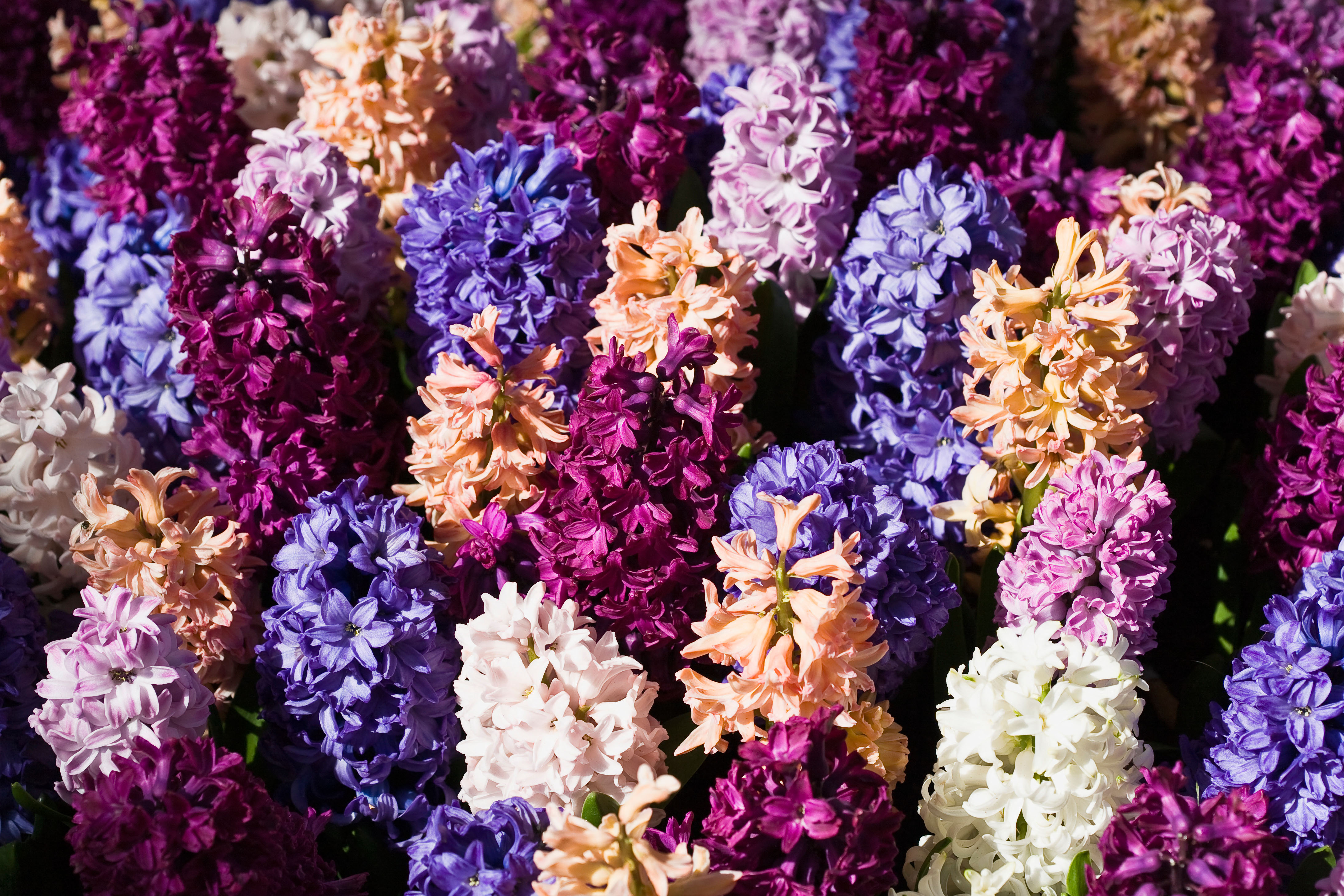 A selection of blooms