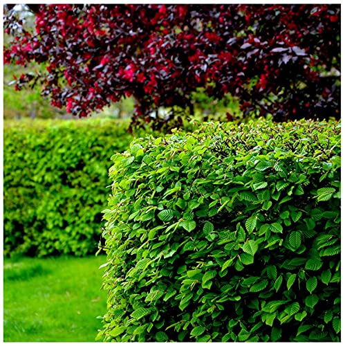15 Hornbeam 2ft Hedging Plants in 1l Pots, Carpinus Betulus Trees Winter Cover 3fatpigs®