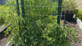 Tomato plants supported with cattle grid trellis