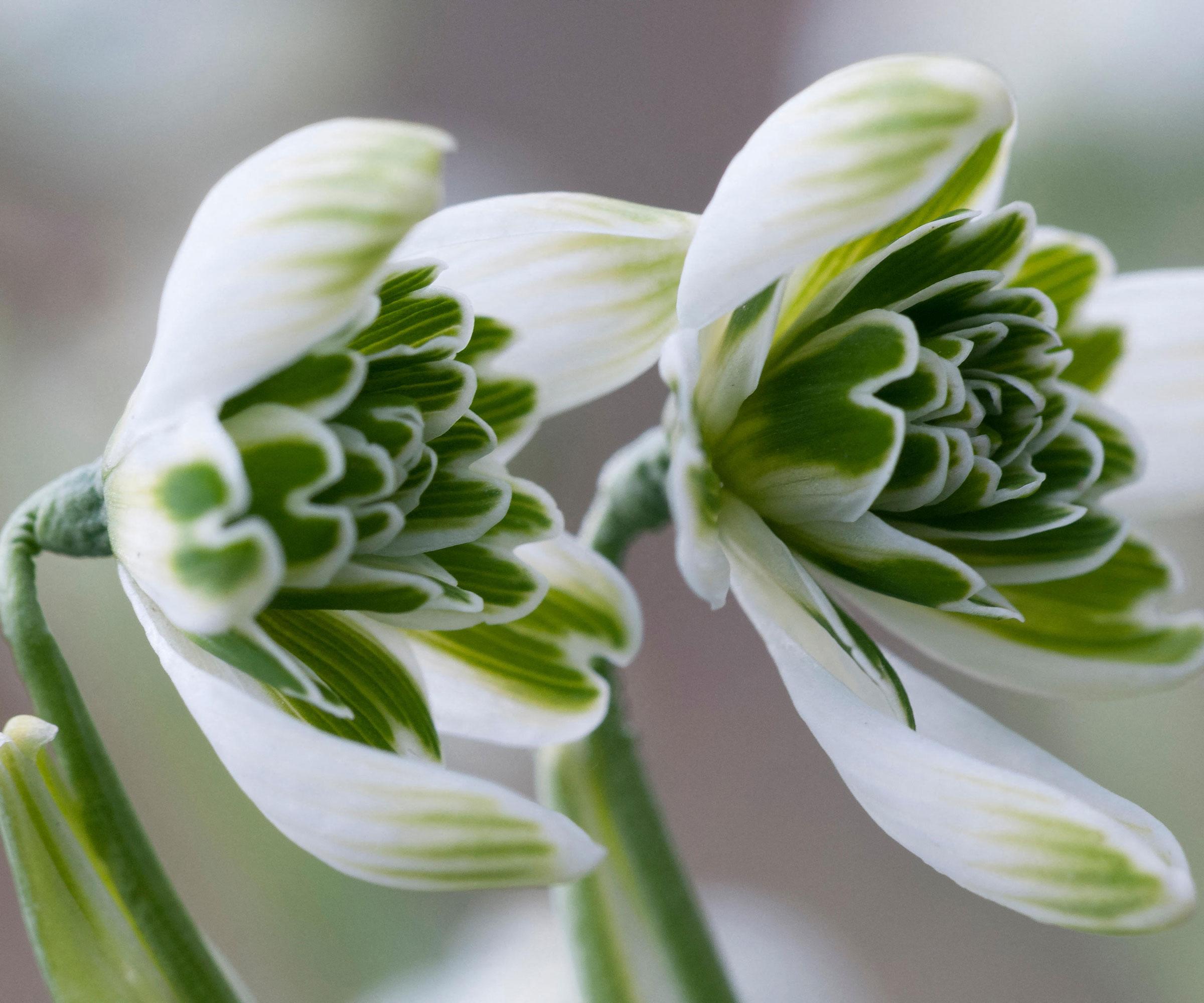 white and green flowers of Galanthus 'Jacquenetta' (snowdrops)
