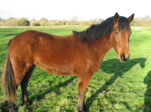 Horse in the Field