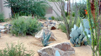 xeriscaped garden design