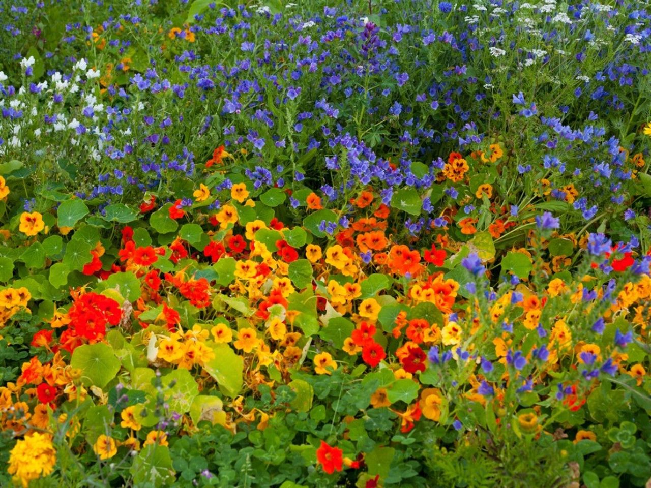 Colorful flowers growing together