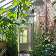 Cucumbers growing in greenhouse