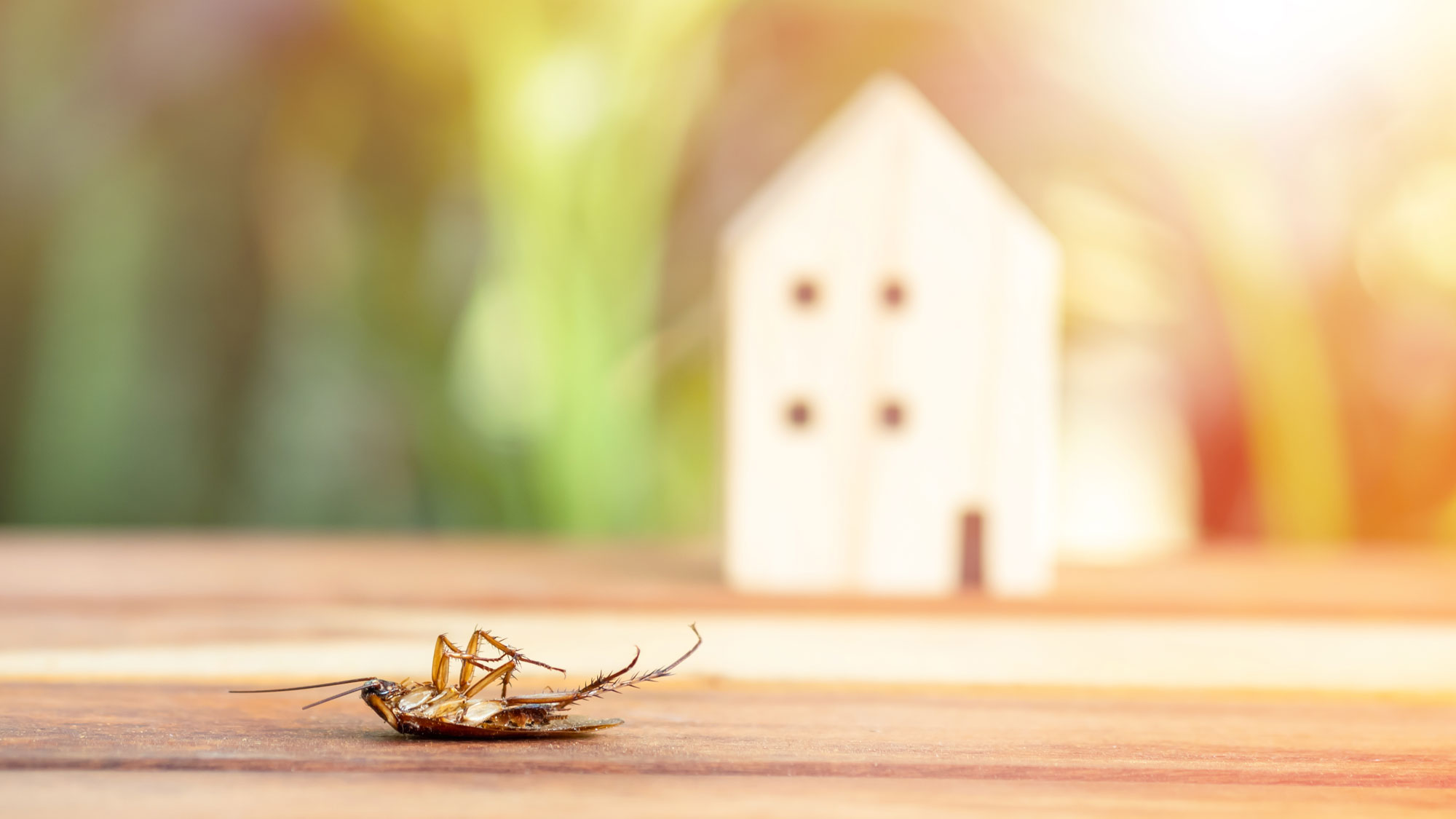 dead cockroach in front of mock home scene