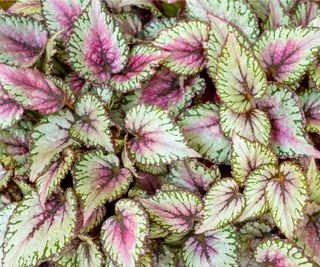 Begonia rex