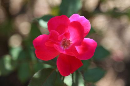 Pink Knock Out Rose