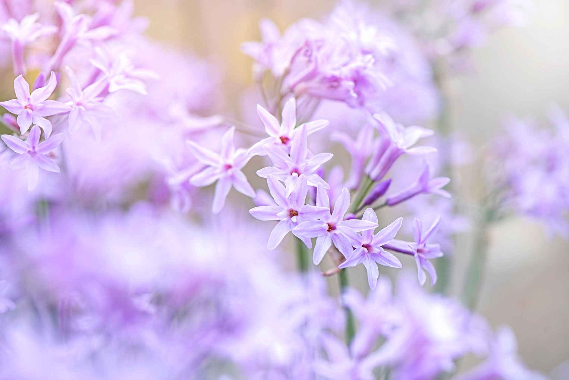 Tulbaghia violacea.