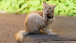 Cat scratching itself — Best pet accessories