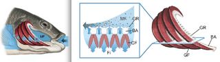 A tilapia illustrating the current model of crossflow filtration, from Sanderson et al., doi: 10.1038/ncomms11092. The mainstream flow (MF) enters from the right and passes across the gill rakers (GR) that are attached to the branchial arches (BA). The mainstream flow carries concentrated particles to the back of the mouth for swallowing. The smaller secondary flows (the filtrate, Fi) pass through the pores of the gill raker filter.