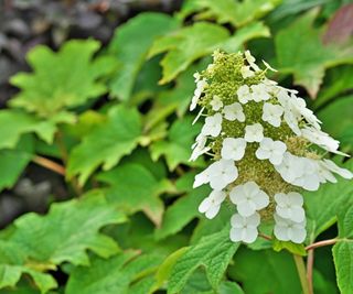 Oakleaf hydrangea with green foliage and white blooms