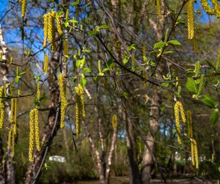 River birch tree with yellow catkins in a garden border